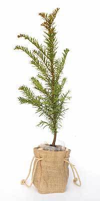 Tree Of The Month – Yew (Taxus baccata) - Tree2mydoor