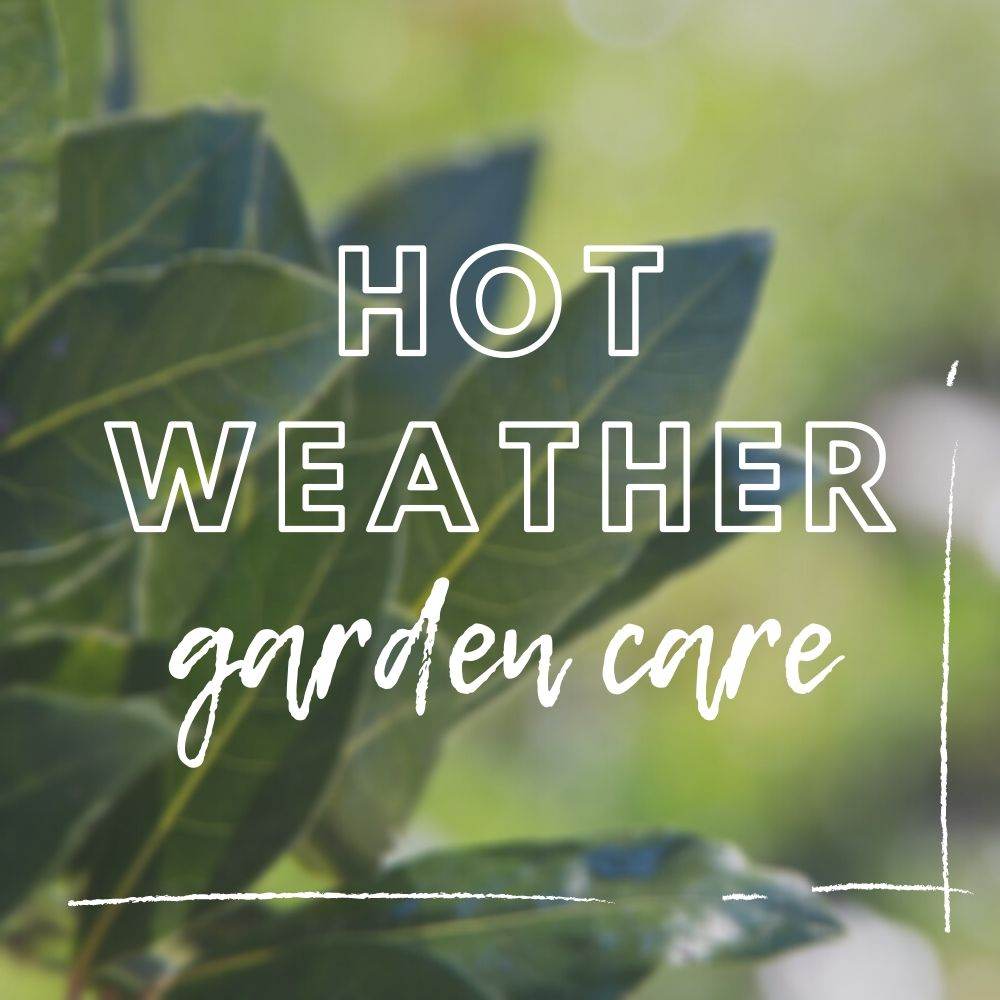 Heatwave Gardening | Hot Weather Garden Care - Tree2mydoor