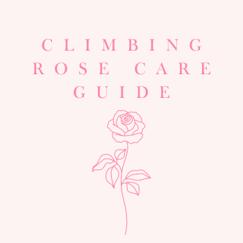 Climbing Roses Care Guide | How to Care for Climbing Roses