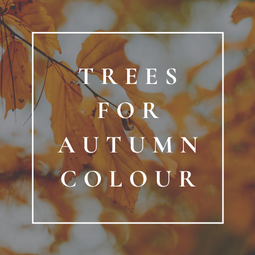 The Best Trees for Autumn Colour | Stunning Autumn Gift Ideas
