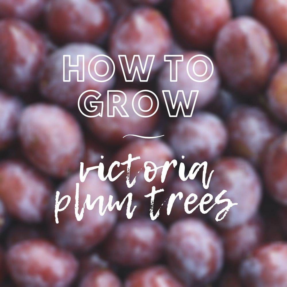Victoria Plum Tree Care Guide - Tree2mydoor