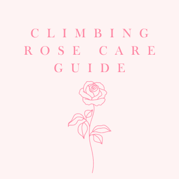Climbing Roses Care Guide - Tree2mydoor