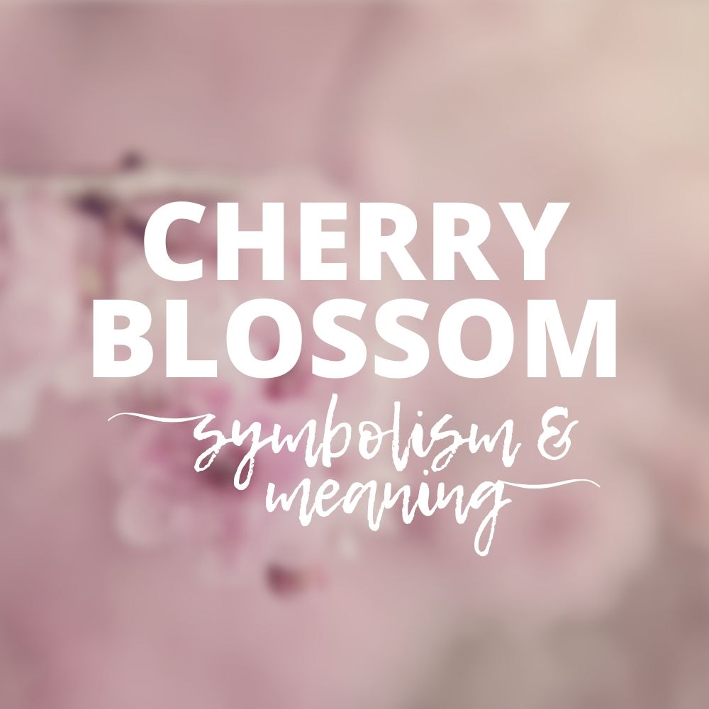 The Very Short, Symbolic Life of the Cherry Blossom