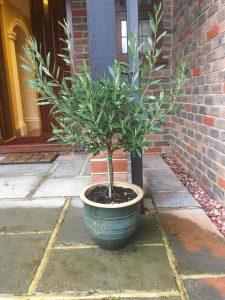 December MyTree Story | Pair of Olive Trees | Tree2mydoor UK