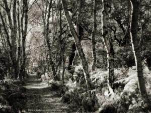 Tree of the Month January 2011: Silver Birch - Tree2mydoor