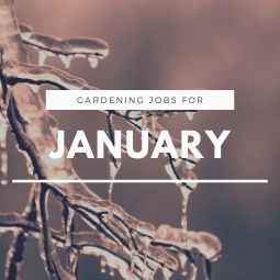 Gardening Jobs for January