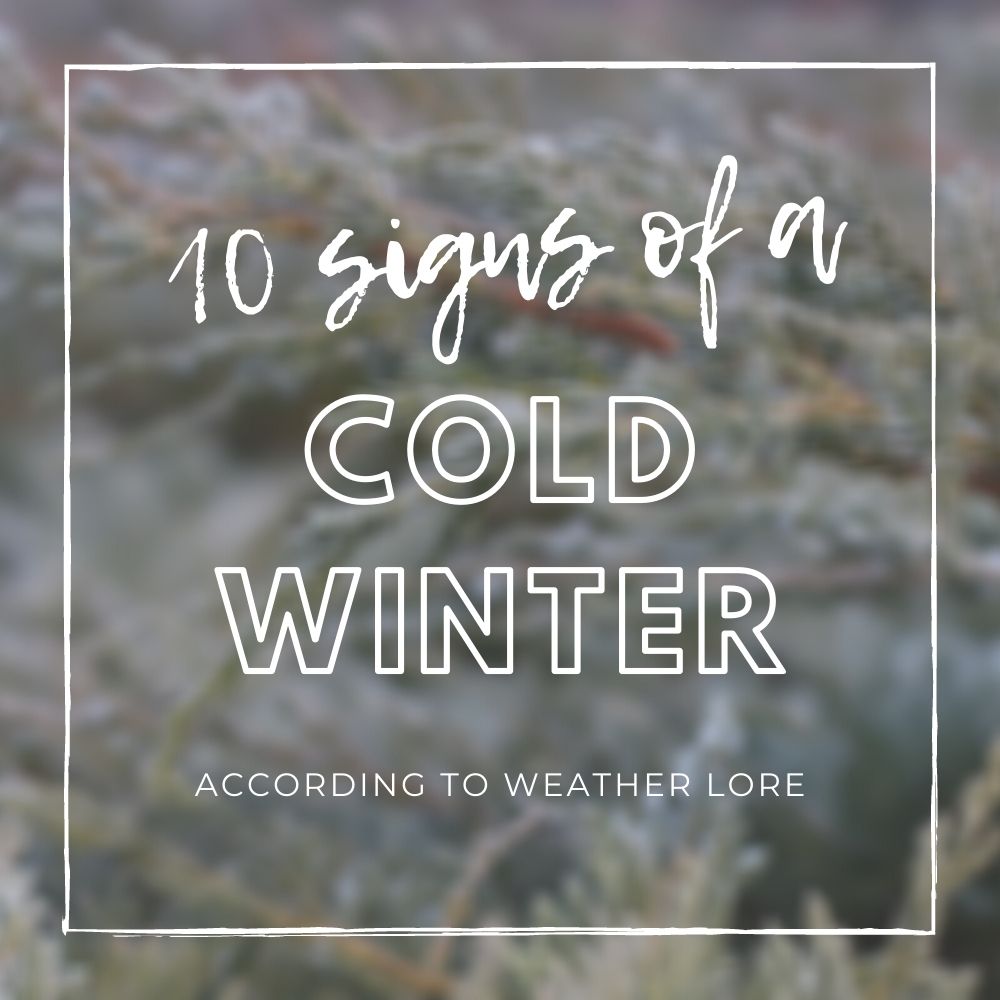 10 Signs of a Bad Winter to Come Traditional Weather Lore Tree2mydoor