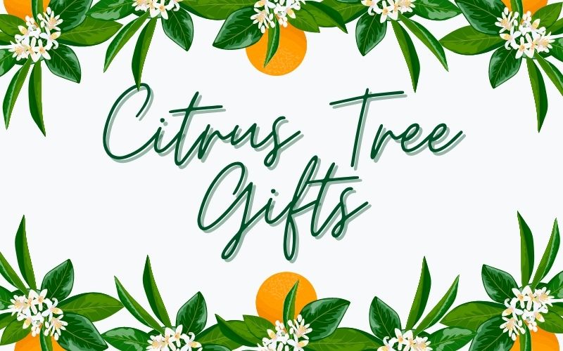 Citrus Tree Gifts