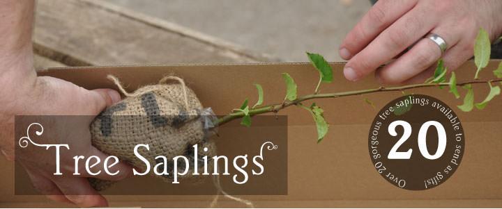Tree Saplings for Sale