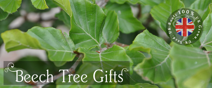 Beech Tree Gifts