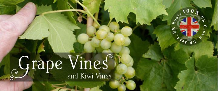 Kiwi and Grape Vines