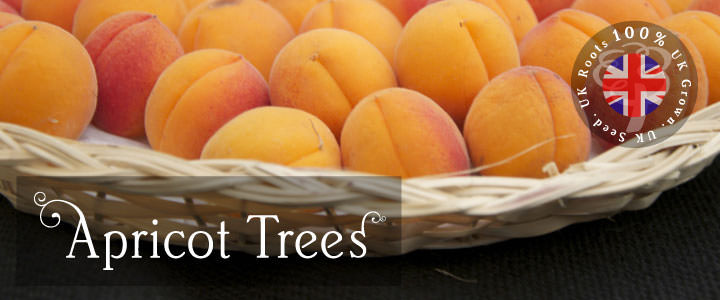 Apricot Tree Gifts
