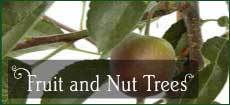 Fruit and Nut Trees