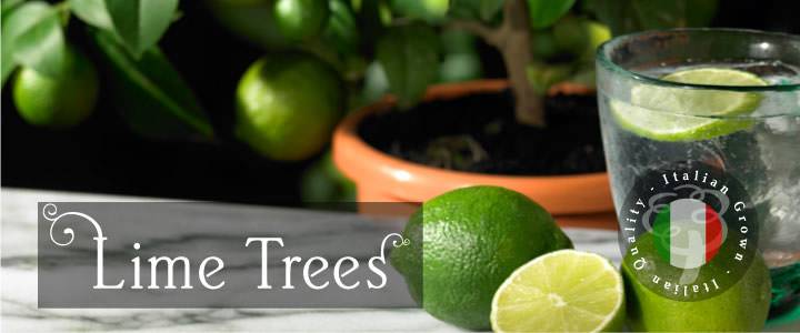 Indoor Lime Trees