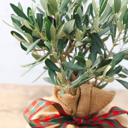 Christmas Mini Olive Tree Gift - Olive Tree Gift - Tree2mydoor