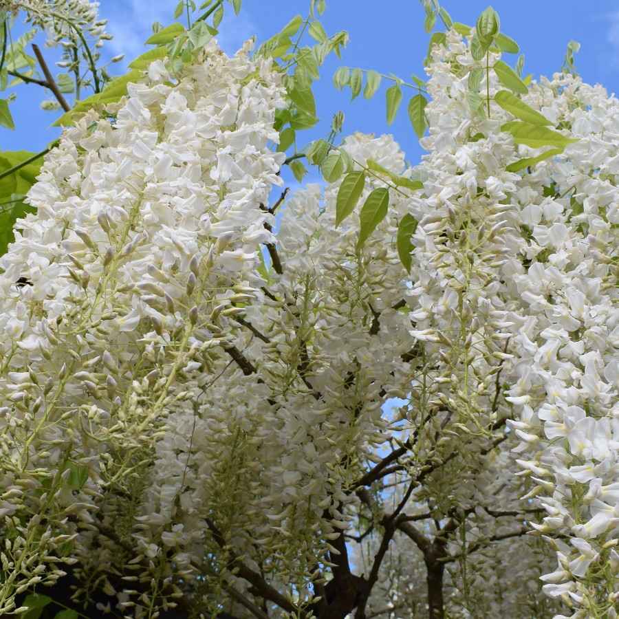White Wisteria Tree