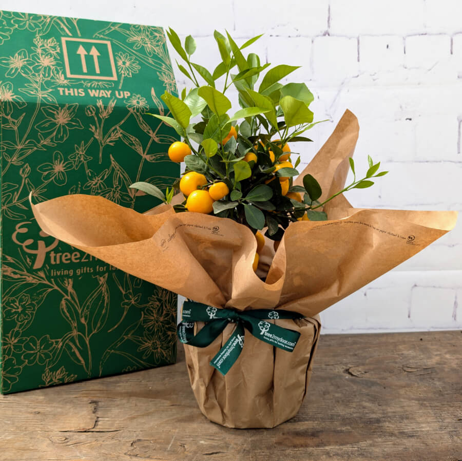 dwarf calamondin tree Mini Calamondin Tree Gift