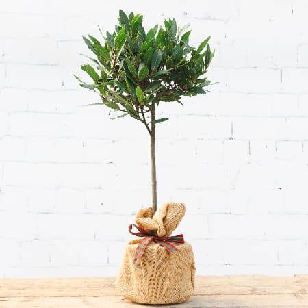 Christmas Bay Tree Gift Small Bay Tree (2.5L pot, 50cm height) - Bay Tree Gift - Tree2mydoor