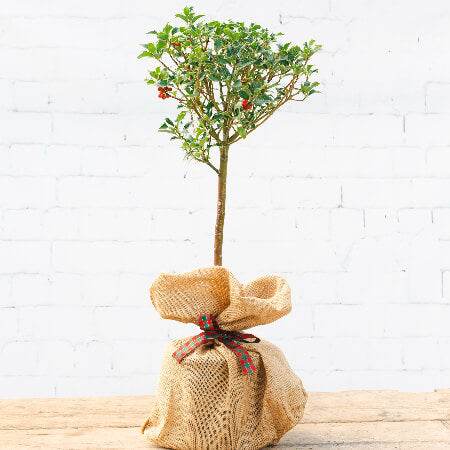 Christmas Holly Tree Gift - Holly Tree Gift - Tree2mydoor
