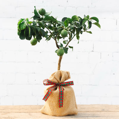 Gift wrapped Christmas Lemon Tree with ribbon