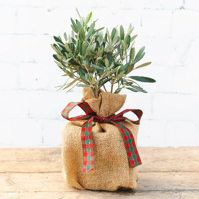 Mini Christmas Olive Tree Gift