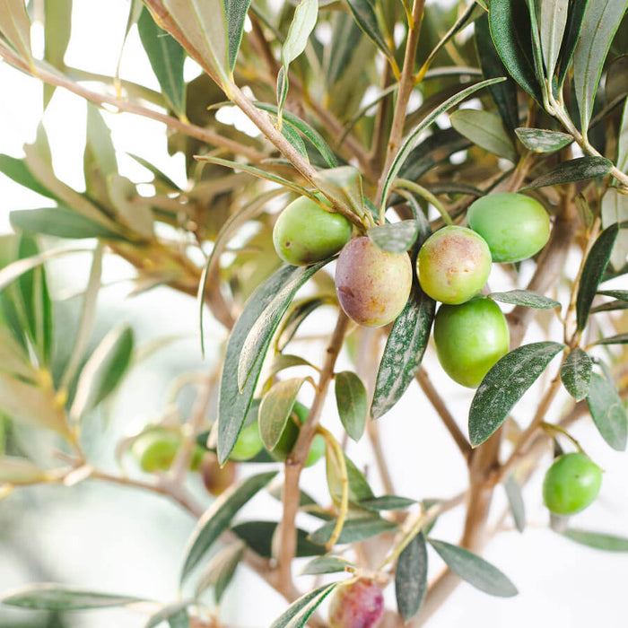 Olive Tree Gifts