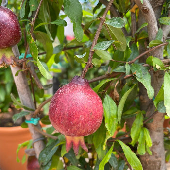 A ripe Pomegranate growing on the tree