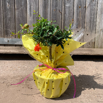 A pomegranate tree gift with yellow wrap