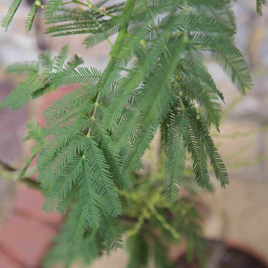 Mimosa Tree Gift - Flowering Tree Gift - Tree2mydoor