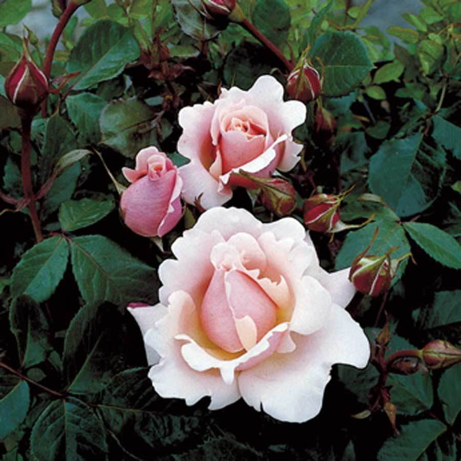 Valentines Heart Rose Bush Gift - Rose Bush Gift - Tree2mydoor