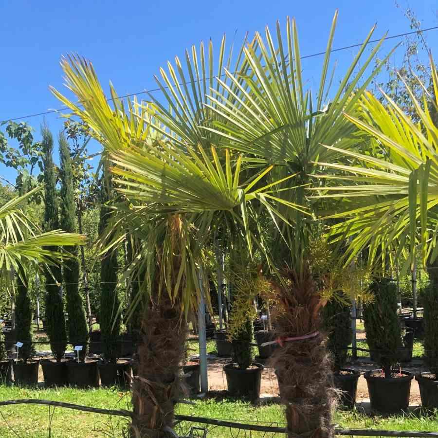60L Trachycarpus fortunei 2m 1 x Trachycarpus fortunei - Gardeners Club - Tree2mydoor