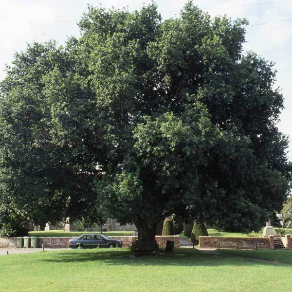 English Oak Tree Gift - Gardeners Club - Tree2mydoor