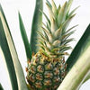 Image of a Pineapple Plant gift close up
