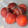 Buy a Victoria Plum for your Patio