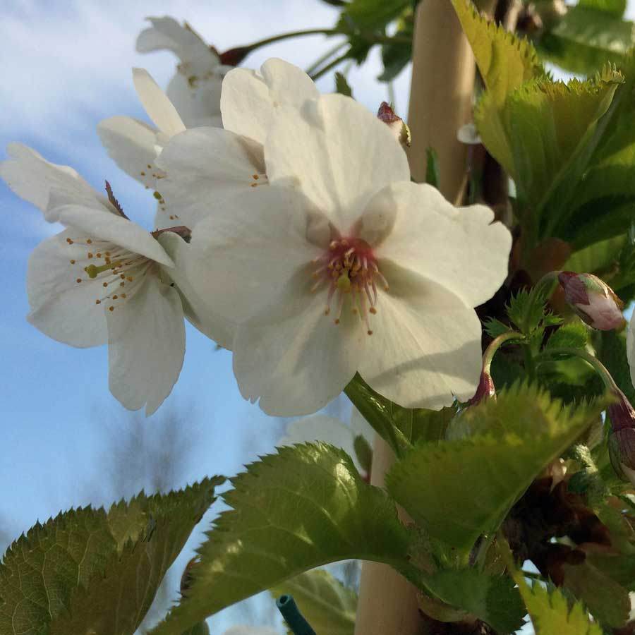 Amanogawa Flowering Cherry Tree Gift - Flowering Tree Gift - Tree2mydoor