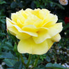 Buy an Arthur Bell Climbing Rose