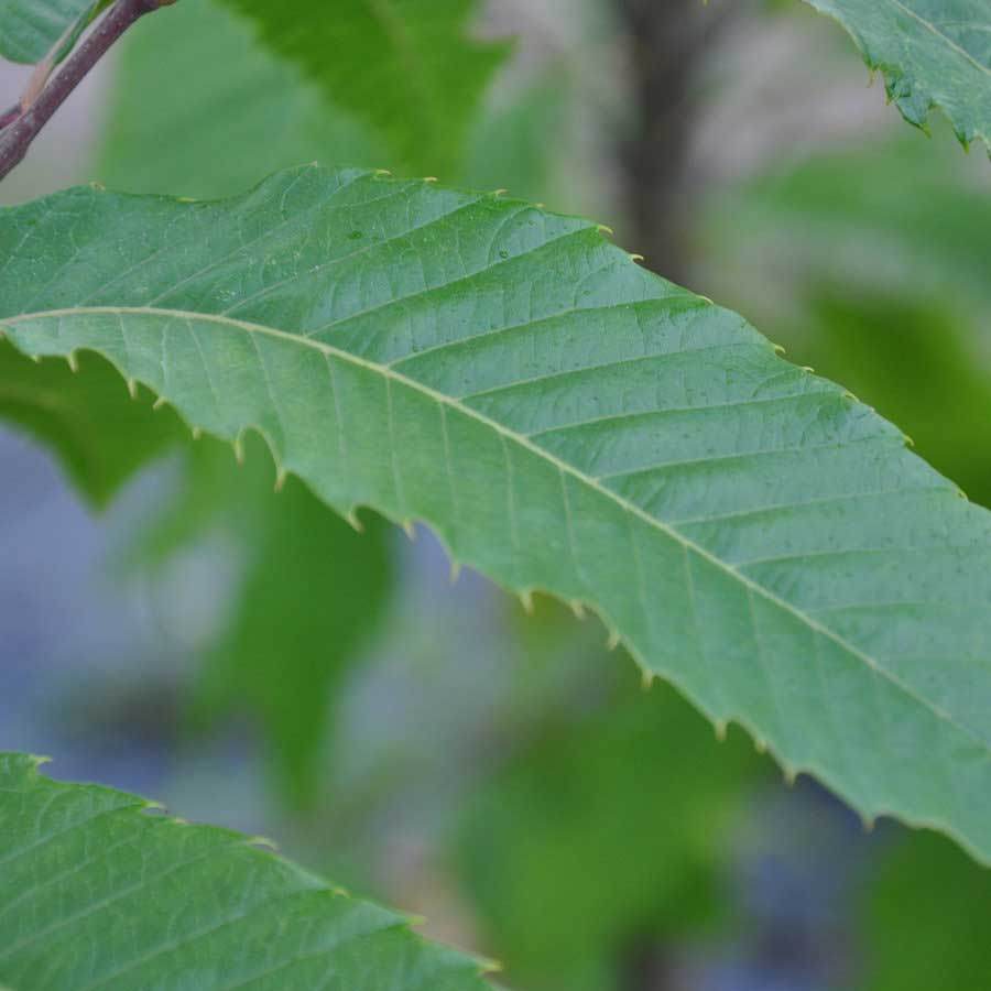 Regal Sweet Chestnut Tree Gift - Ornamental tree - Tree2mydoor