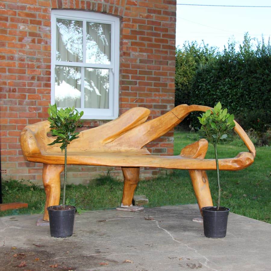 Pair of Bay Tree Gifts Small (2.5L pot, 50cm height) - Bay Tree Gift - Tree2mydoor