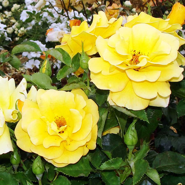 Yellow blooms on the Best of Luck Rose Bush