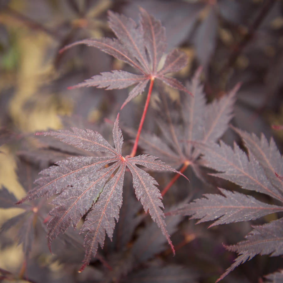 Black Lace Japanese Maple Leaves
