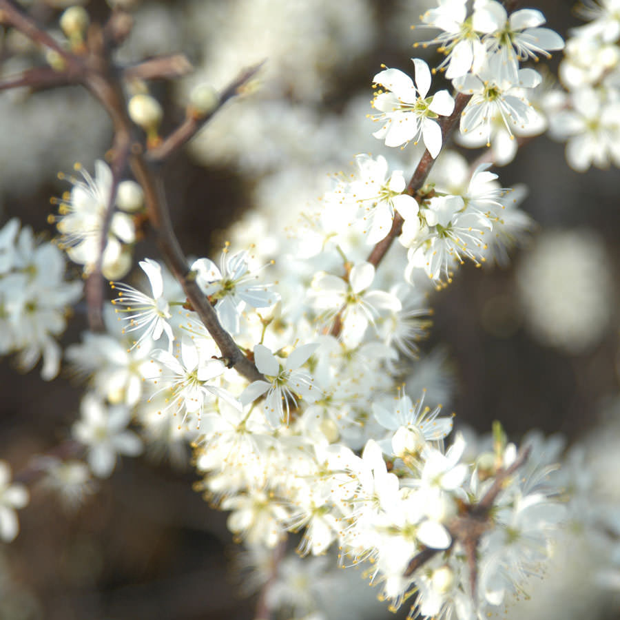 White Blackthorn Tree Blossom