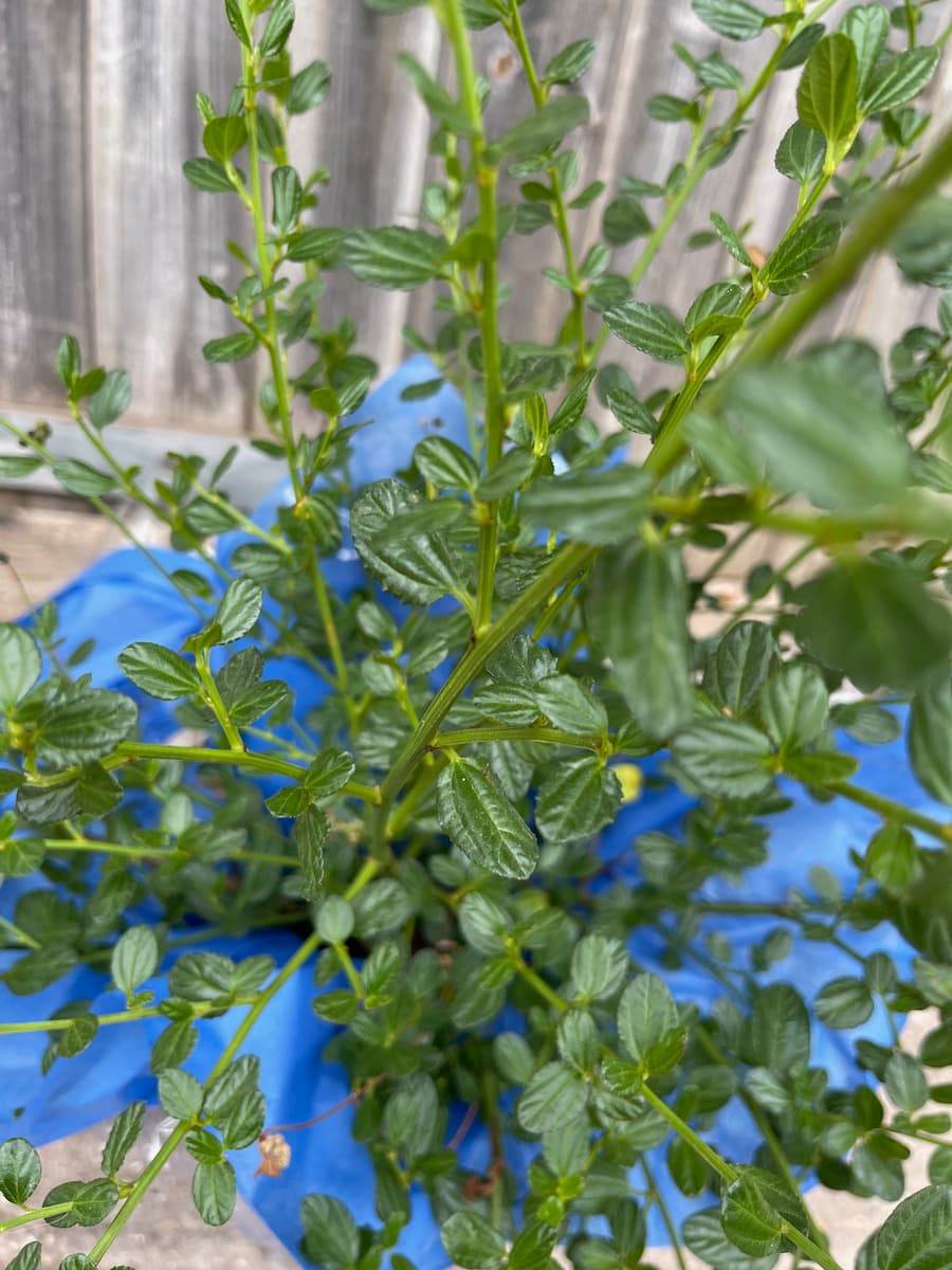 Blue Blossom Ceanothus - Flowering Tree Gift - Tree2mydoor