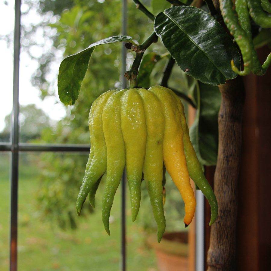 Buddhas Hand Tree Gift - Citrus Tree Gift - Tree2mydoor