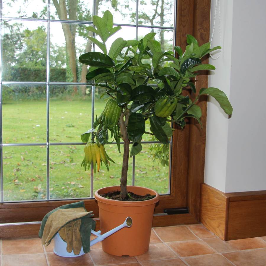 Buddhas Hand Tree Gift - Citrus Tree Gift - Tree2mydoor
