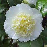Camellia 'Celebrations' Plant Gift