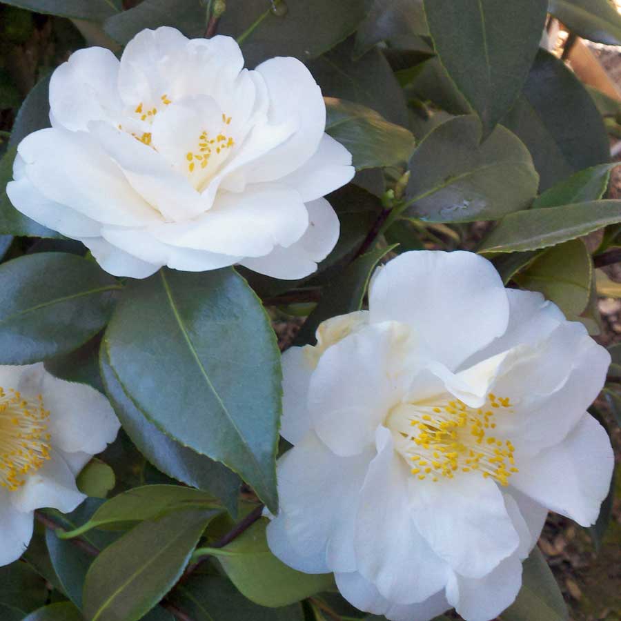 Camellia 'Silver Anniversary' Plant Gift