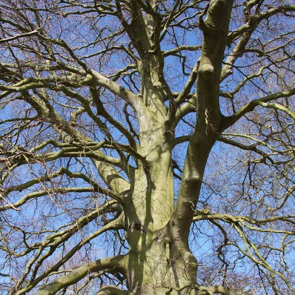Common Beech Tree (2m) - Gardeners Club - Tree2mydoor