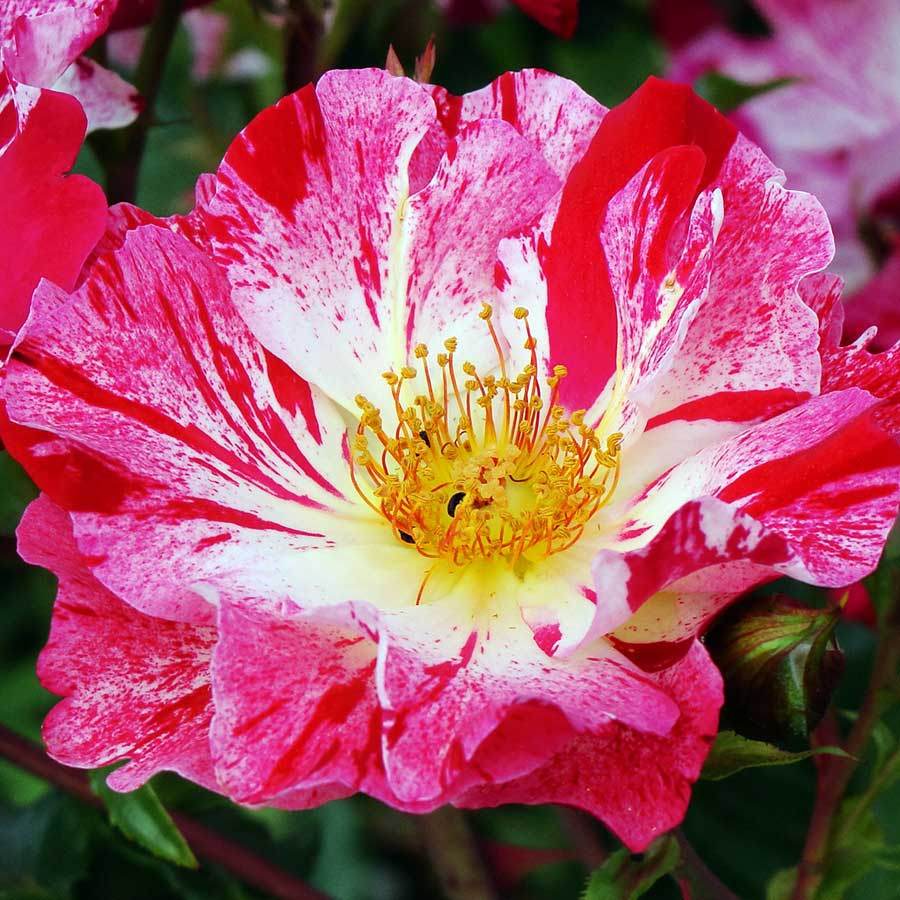 Crazy For You Rose Gift - Rose Bush Gift - Tree2mydoor