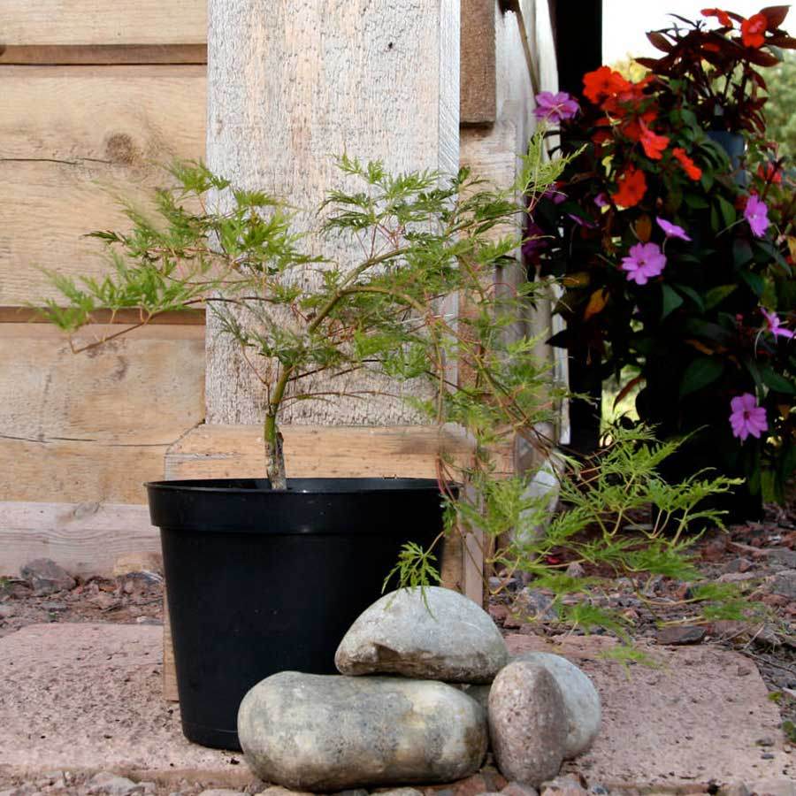 Emerald Lace Japanese Maple Tree Gift - Acer Tree Gift - Tree2mydoor