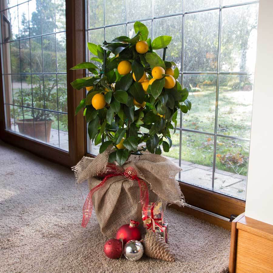 Espalier Lemon Tree Gift - Citrus Tree Gift - Tree2mydoor